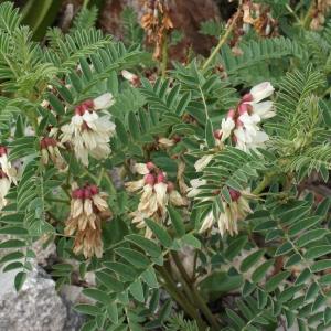 Photographie n°753679 du taxon Astragalus lusitanicus Lam. [1783]