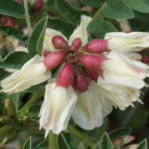 Photographie n°753680 du taxon Astragalus lusitanicus Lam. [1783]