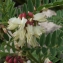  Liliane Roubaudi - Astragalus lusitanicus Lam. [1783]