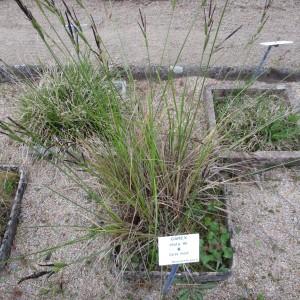 Photographie n°753766 du taxon Carex elata All.