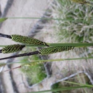 Photographie n°753767 du taxon Carex elata All.