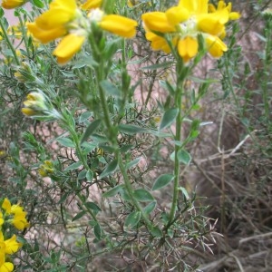 Photographie n°753773 du taxon Genista hispanica L.