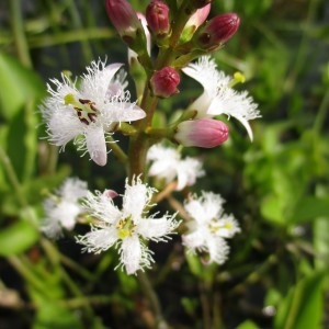 Photographie n°753778 du taxon Menyanthes trifoliata L.