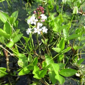 Photographie n°753779 du taxon Menyanthes trifoliata L.