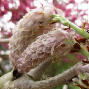 Photographie n°753780 du taxon Wisteria sinensis (Sims) Sweet