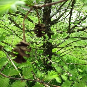 Photographie n°753787 du taxon Metasequoia glyptostroboides Hu & W.C.Cheng