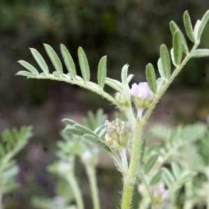 Photographie n°753812 du taxon Biserrula epiglottis (L.) Coulot, Rabaute & J.-M.Tison [2014]