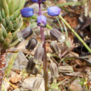 Bellevalia dubia subsp. hackelii (Freyn) Feinbrun