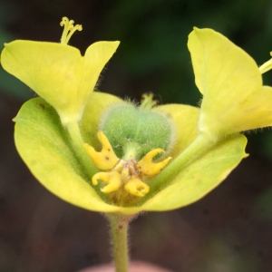 Photographie n°753883 du taxon Euphorbia characias subsp. wulfenii (Hoppe ex W.D.J.Koch) A.R.Sm. [1968]
