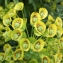 Liliane Roubaudi - Euphorbia characias subsp. wulfenii (Hoppe ex W.D.J.Koch) A.R.Sm. [1968]