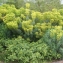  Liliane Roubaudi - Euphorbia characias subsp. wulfenii (Hoppe ex W.D.J.Koch) A.R.Sm. [1968]