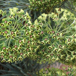  - Euphorbia characias subsp. wulfenii (Hoppe ex W.D.J.Koch) A.R.Sm. [1968]