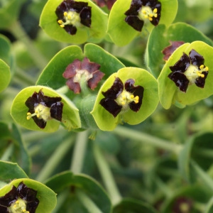 Euphorbia characias subsp. veneta (Willd.) Litard. (Euphorbe de Vénétie)