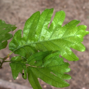 Photographie n°753892 du taxon Quercus pyrenaica Willd. [1805]
