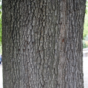 Photographie n°753894 du taxon Quercus pyrenaica Willd. [1805]