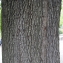  Liliane Roubaudi - Quercus pyrenaica Willd. [1805]