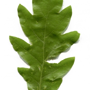 Photographie n°753899 du taxon Quercus pyrenaica Willd. [1805]