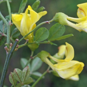  - Hippocrepis emerus (L.) Lassen [1989]