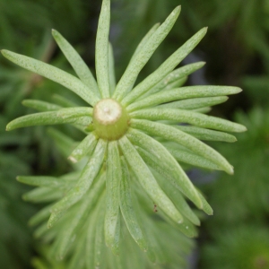 Hydrocotyle vulgaris subsp. pleiantha (Ces.) Arcang. (Pesse)