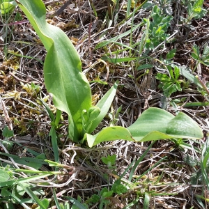 Photographie n°754156 du taxon Platanthera bifolia (L.) Rich. [1817]