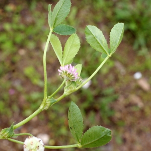  - Trifolium tomentosum L. [1753]