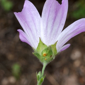 Photographie n°754206 du taxon Lavatera cretica L. [1753]