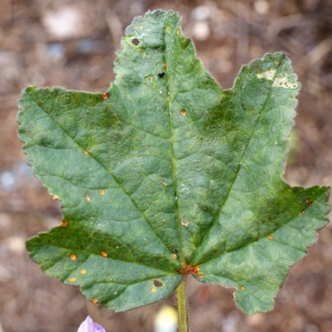 Photographie n°754209 du taxon Lavatera cretica L. [1753]