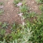  Liliane Roubaudi - Phlomis purpurea L. [1753]