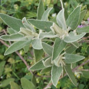 Photographie n°754221 du taxon Phlomis purpurea L. [1753]