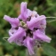  Liliane Roubaudi - Phlomis purpurea L. [1753]