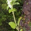  Liliane Roubaudi - Stachys ocymastrum (L.) Briq. [1893]