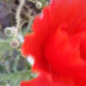 Photographie n°754300 du taxon Papaver rhoeas L. [1753]