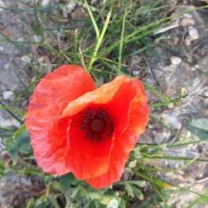 Photographie n°754301 du taxon Papaver rhoeas L. [1753]