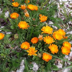 Photographie n°754403 du taxon Calendula officinalis L. [1753]