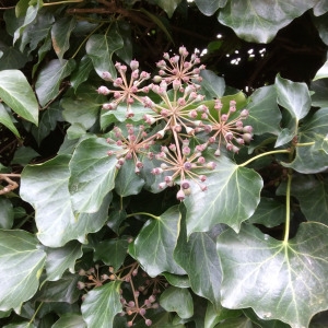 Photographie n°754436 du taxon Hedera colchica (K.Koch) K.Koch [1859]