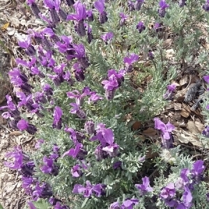 Photographie n°754459 du taxon Lavandula stoechas L. [1753]