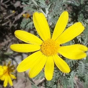 Photographie n°754468 du taxon Jacobaea maritima (L.) Pelser & Meijden [2005]