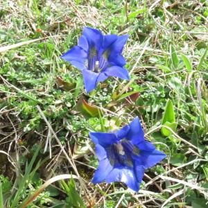 Photographie n°754477 du taxon Gentiana acaulis L. [1753]