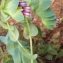  Liliane Roubaudi - Cerinthe major L. [1753]