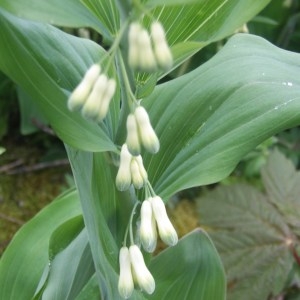 Photographie n°754568 du taxon Polygonatum multiflorum (L.) All. [1785]