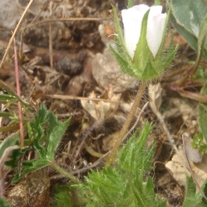 Photographie n°754580 du taxon Althaea hirsuta L. [1753]