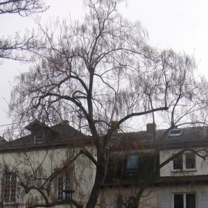 Photographie n°754597 du taxon Catalpa bignonioides Walter [1788]