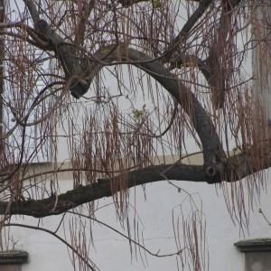 Photographie n°754599 du taxon Catalpa bignonioides Walter [1788]