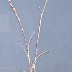 Photographie n°754603 du taxon Vulpia unilateralis (L.) Stace [1978]