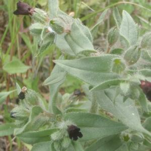 Photographie n°754611 du taxon Nonea erecta Bernh. [1800]