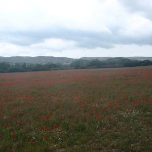 Photographie n°754643 du taxon Papaver rhoeas L. [1753]