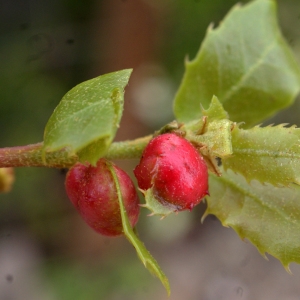 Photographie n°754656 du taxon Quercus coccifera L. [1753]