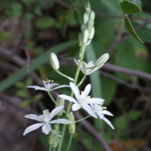 Photographie n°754668 du taxon Ornithogalum pyramidale subsp. narbonense (L.) Asch. & Graebn. [1907]