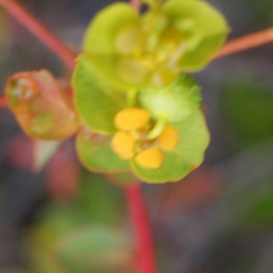 Photographie n°754829 du taxon Euphorbia clementei Boiss. [1838]