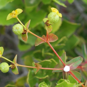 Photographie n°754830 du taxon Euphorbia clementei Boiss. [1838]